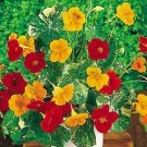 Nasturtium Tall Single Mix 100 seeds