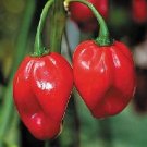 Pepper Hot Scotch Bonnet Jamaican Red 250 seeds