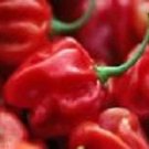 Pepper Hot Habanero Red 250 seeds