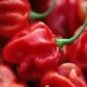 Pepper Hot Habanero Red 250 seeds