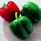 Pepper King of the North 100 seeds