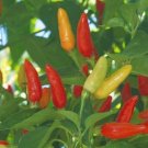 Pepper Hot Tabasco 250 seeds