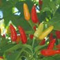 Pepper Hot Tabasco 250 seeds