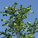 Nicotiana paniculata 5,000 seeds