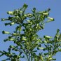 Nicotiana paniculata 5,000 seeds