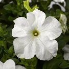 Petunia Tritunia White 1,000 seeds