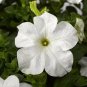 Petunia Tritunia White 1,000 seeds