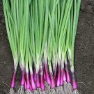 Onion Apache Scallion 500 seeds