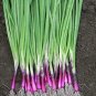 Onion Apache Scallion 500 seeds