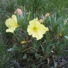 Oenothera macrocarpa 250 seeds