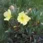Oenothera macrocarpa 250 seeds