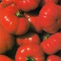 Tomato Costoluto Fiorentino 250 seeds