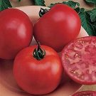 Tomato Early Boy Bush 250 seeds