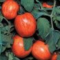 Tomato Elberta Peach 250 seeds