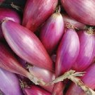Onion Long Red Florence 500 seeds