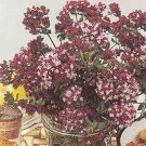 Origanum vulgare Purple Maiden 1,000 seeds