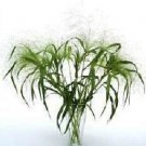 Panicum Frosted Explosion 250 seeds