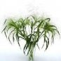 Panicum Frosted Explosion 250 seeds