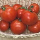 Tomato Manitoba 250 seeds