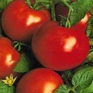 Tomato St Pierre 250 seeds