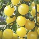 Tomato White Cherry 250 seeds