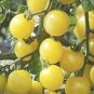 Tomato White Cherry 250 seeds