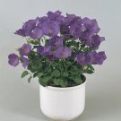 Campanula carpatica Pearl PL Deep Blue 500 seeds