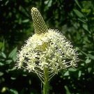 Xerophyllum tenax 250 seeds