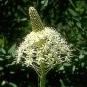 Xerophyllum tenax 250 seeds