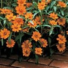 Zinnia Crystal Orange 250 seeds