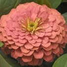 Zinnia Magellan Salmon 100 seeds