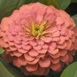 Zinnia Magellan Salmon 100 seeds