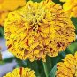 Zinnia Pop Art Gold-Red 250 seeds