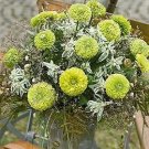 Zinnia Queen Lime 250 seeds
