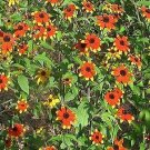 Rudbeckia triloba Prairie Glow 100 seeds