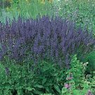 Salvia (Sage) superba Blue Queen Dwarf 500 seeds