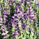 Salvia Oxford Blue 500 seeds