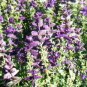Salvia Oxford Blue 500 seeds