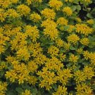 Sedum kamtschaticum 2,500 seeds