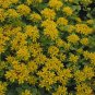 Sedum kamtschaticum 2,500 seeds