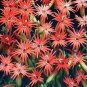 Silene laciniata Starburst 100 seeds