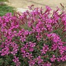 Silene schafta Persian Carpet 250 seeds