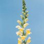 Snapdragon Rocket Lemon 1,000 seeds