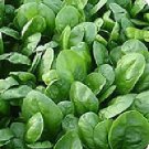 Spinach Corvair F1 1,000 seeds