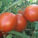 Tomato Super Sioux 250 seeds