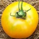 Tomato Djena Lee's Golden Girl 250 seeds