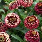 Zinnia Aztec Burgundy Bicolor 100 seeds