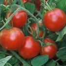Tomato Glacier 250 seeds