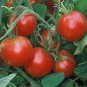 Tomato Glacier 250 seeds