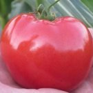 Tomato Dakota Sport 250 seeds